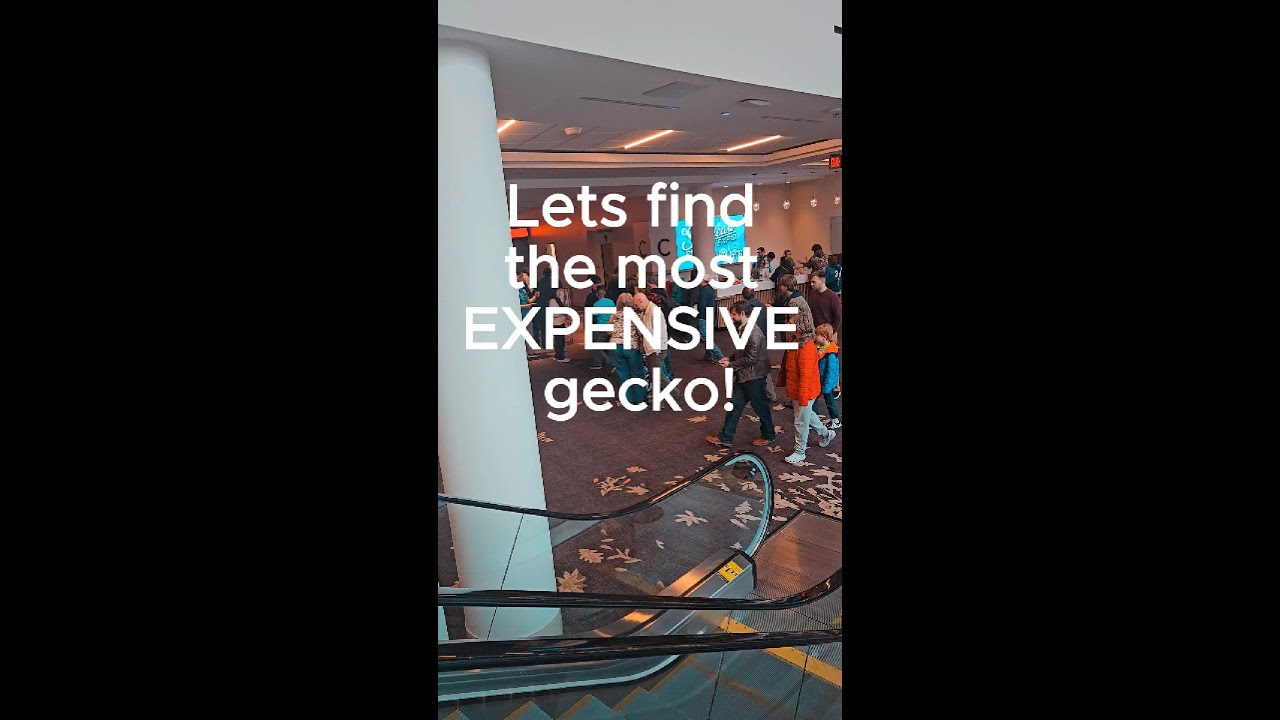 Rare Morph and Most Expensive Gecko in Atlanta