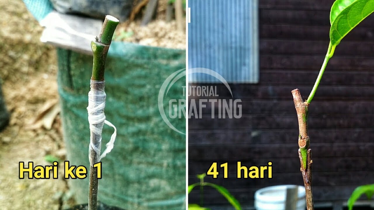 Sambung Dini Nangka || Grafting Jackfruit || Tutorial-Proses-Hasil