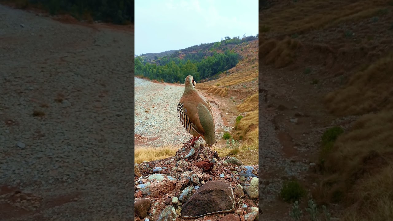 Red legged Bird call 
