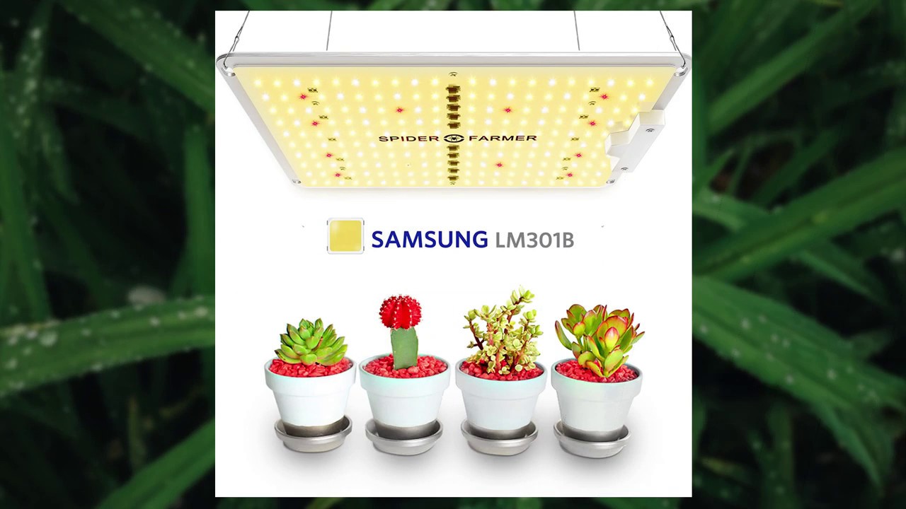 Spider Farmer LED  Grow Light SF 600/1000/2000/4000