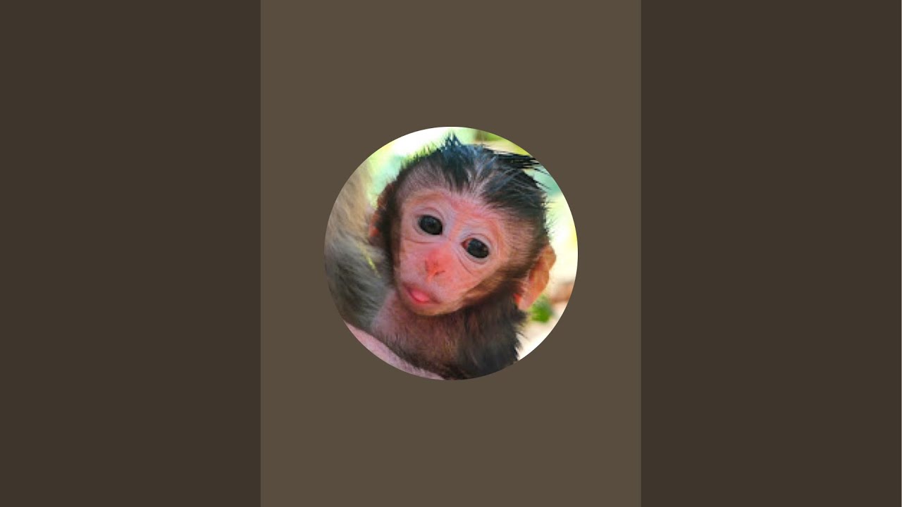 GM Monkey TV is live!