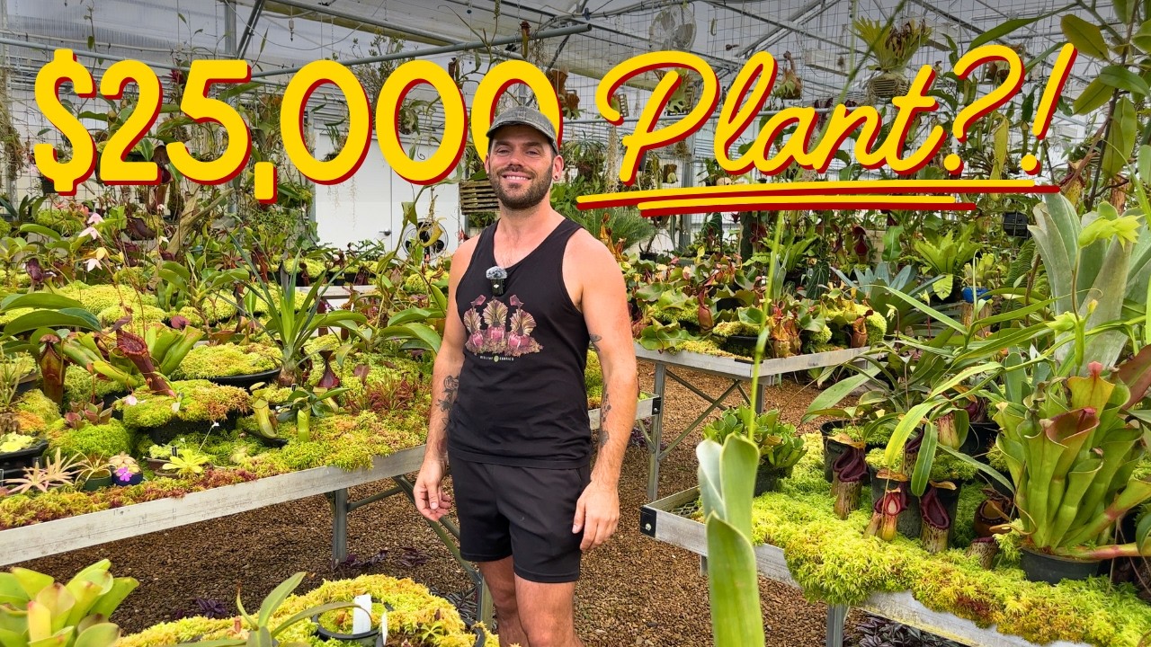 Как одно редкое растение окупило его теплицы (Philodendron spiritus sancti) | Red Leaf Exotics