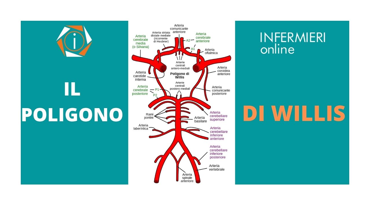 IL POLIGONO DI WILLIS | INFERMIERI ONLINE