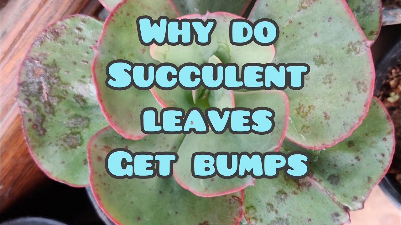 || WHY DO SUCCULENT LEAVES GET BUMPS OR BLISTERS ||