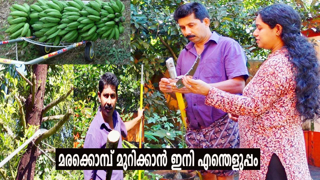 മരക്കൊമ്പ് മുറിക്കാൻ ഇനി മരത്തിൽ കയറണ്ട Easy Way to Cut Tree Branches Harsh Pruning
