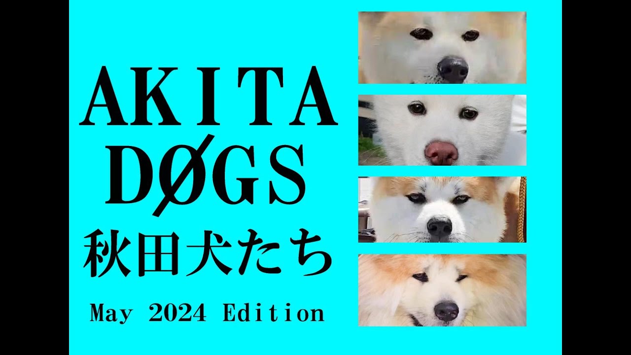 【秋田犬たち】秋田犬保存会 本部展の展覧会に来た秋田犬たち 2024年第149回は秋田犬と渋谷のハチ公のふるさと秋田県大館市で開催 全国と海外から美しい秋田犬が170頭 #akitadog