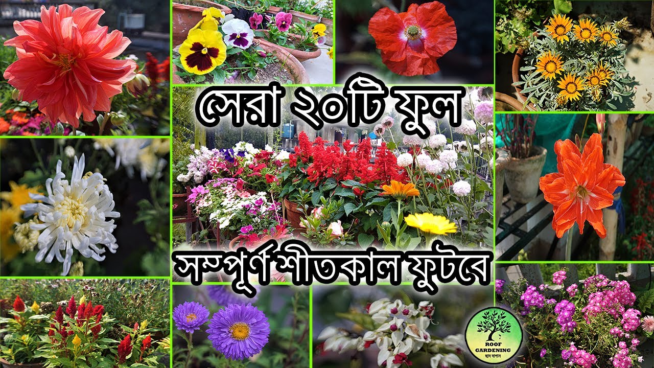 শীতকালের সেরা ২০টি ফুল ( সহজেই হবে ) / 20 easy and best Winter flowers