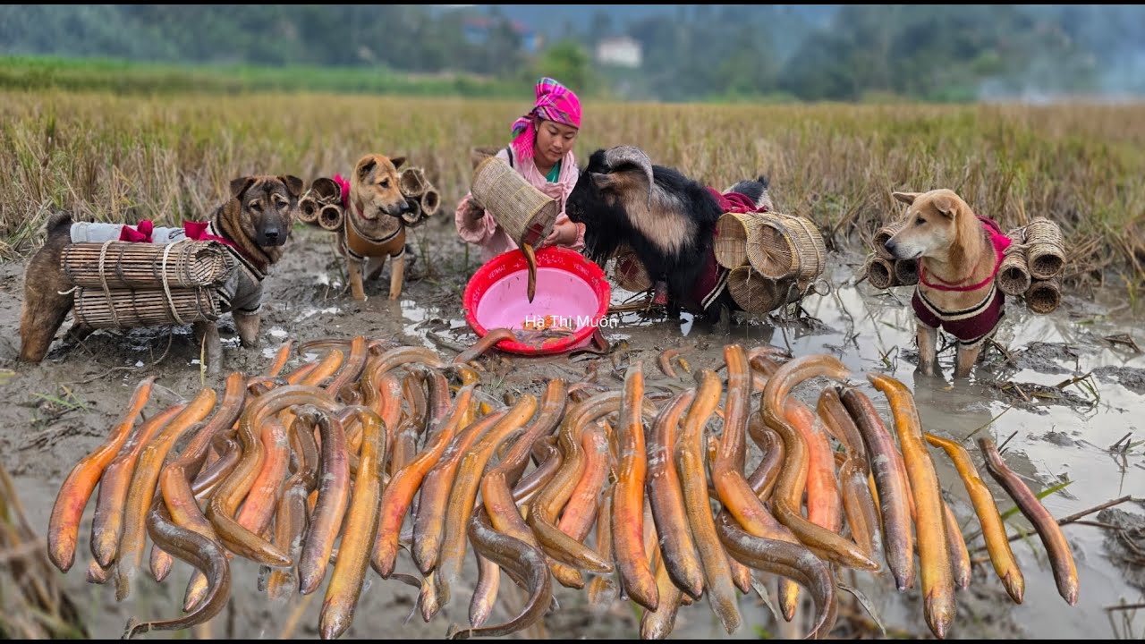 Catching Field Crabs and Eels - With Dogsand Goats Carrying Bamboo Baskets - ha thi muon