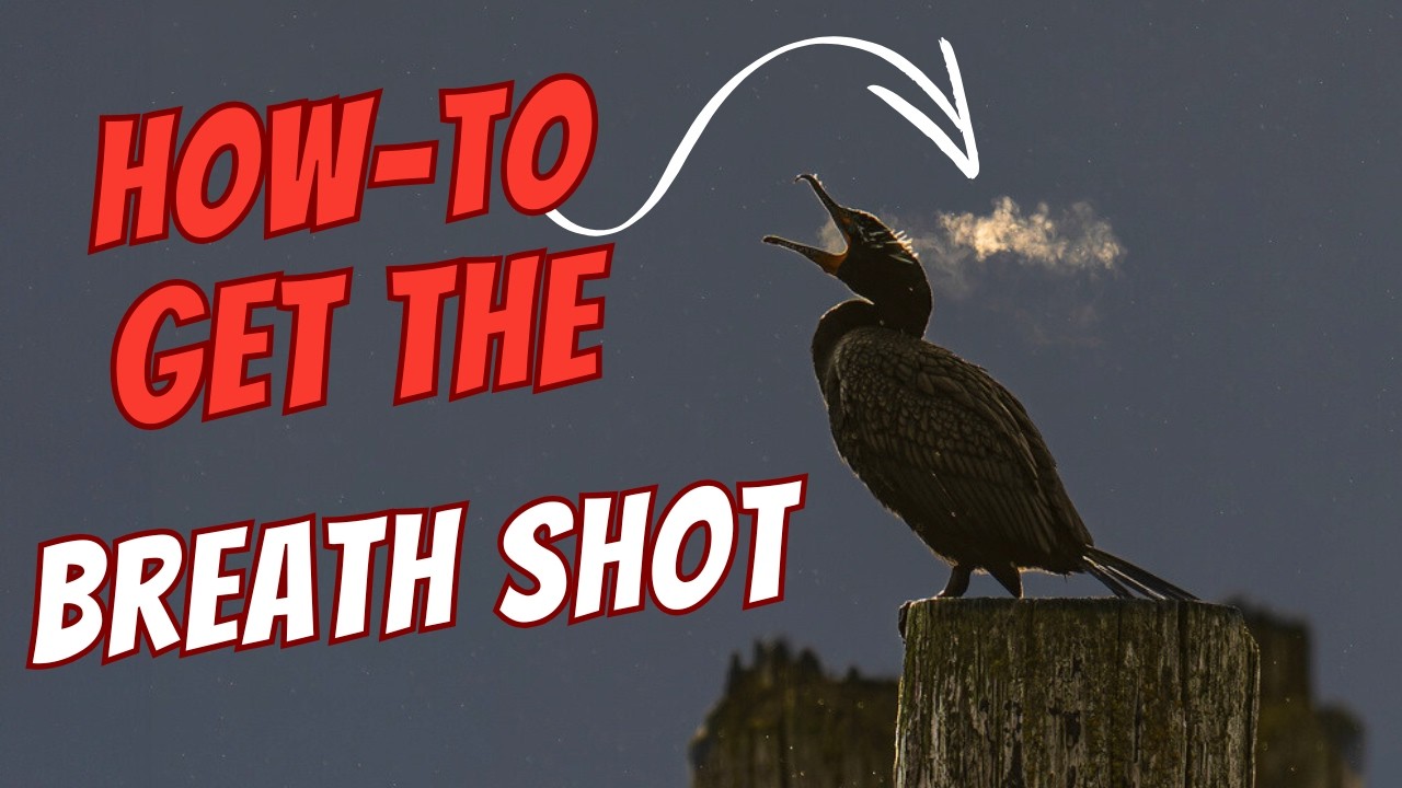 How-to Photograph Bird Breath (Step-by-Step Tips)
