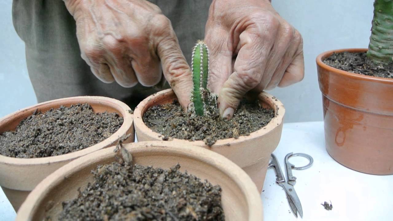 Reproduccion de cactus   2