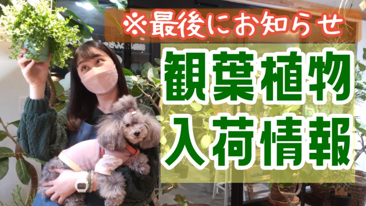 【観葉植物入荷情報】お知らせあるよ編！《NOKO'sちゃんねる》《ノコズ》