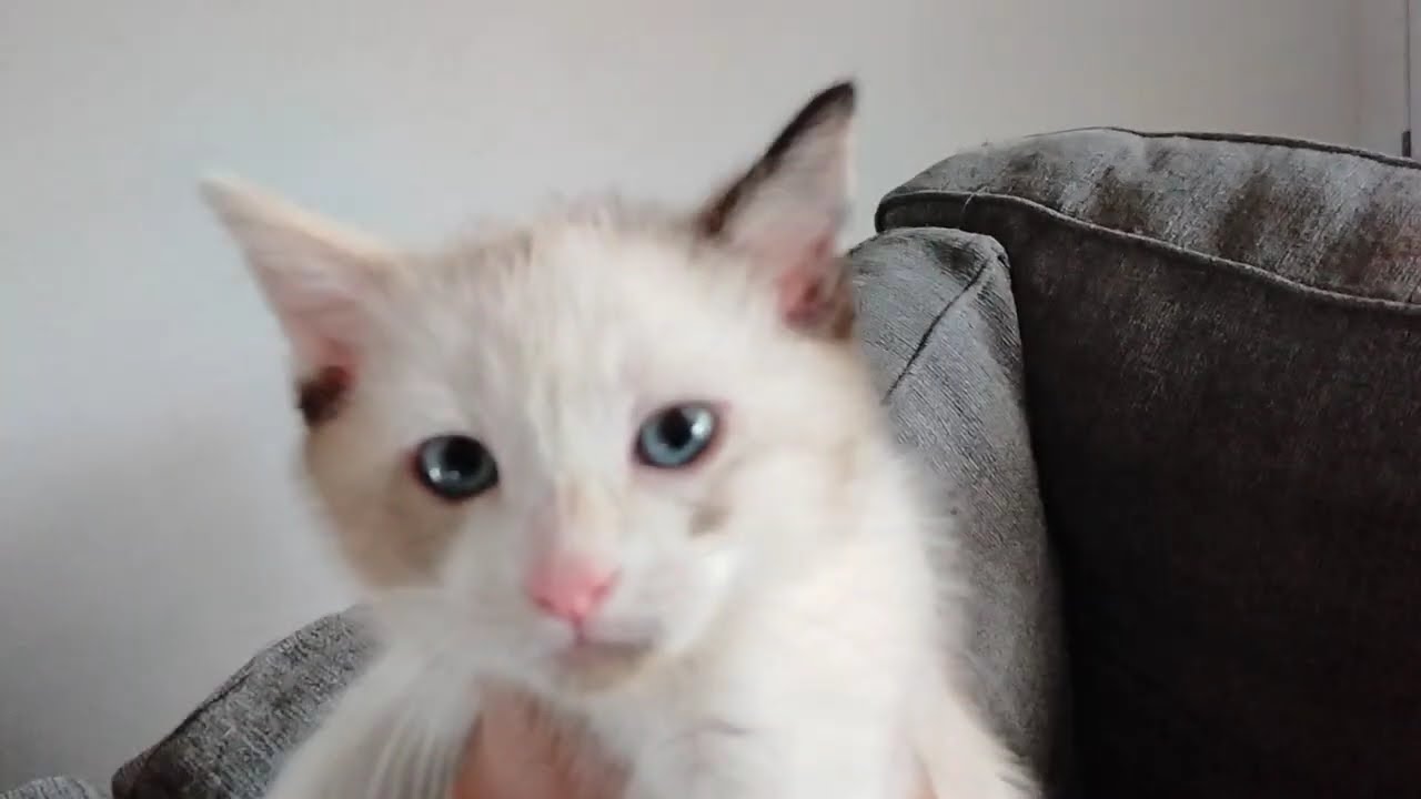 the cat factory