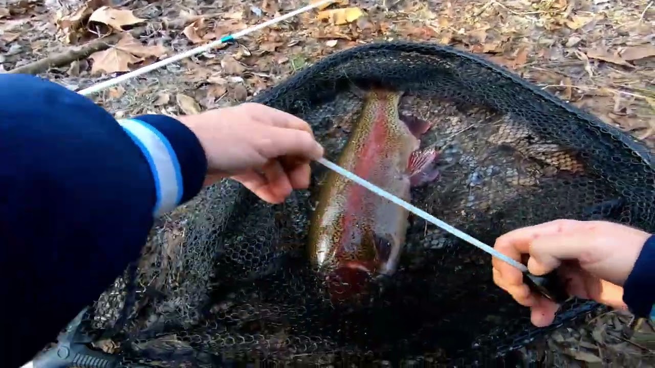 Happy New Year! Limited Out, Brood Trout