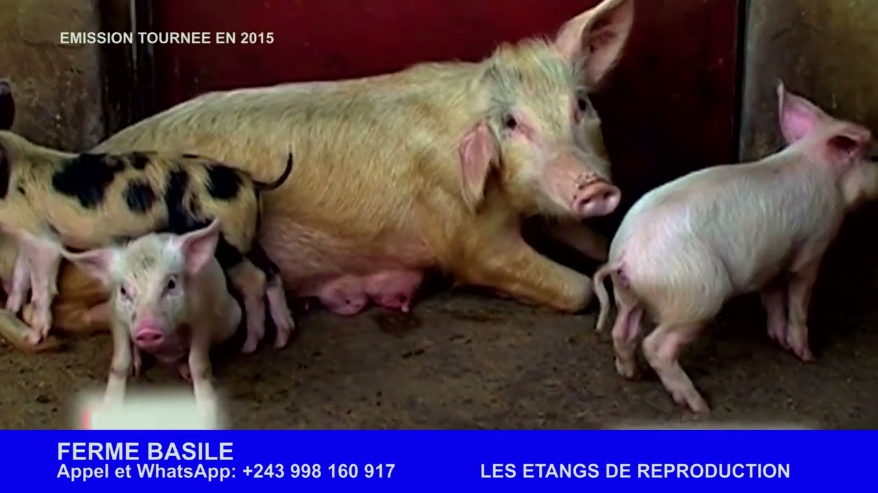 Pisciculture en RDC   un investissement rentable aux multiples avantages