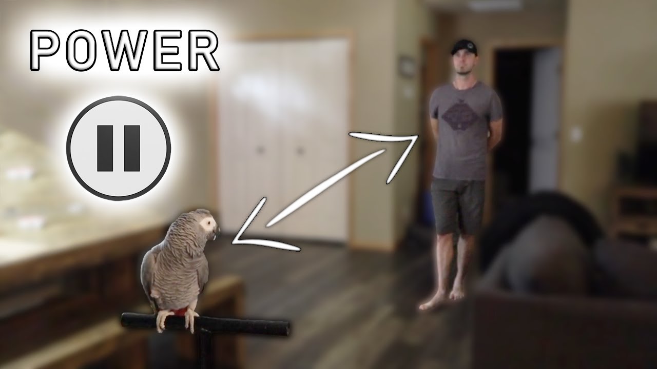 How to Get CLOSE To Your TERRIFIED Bird | The Power Pause Training Technique