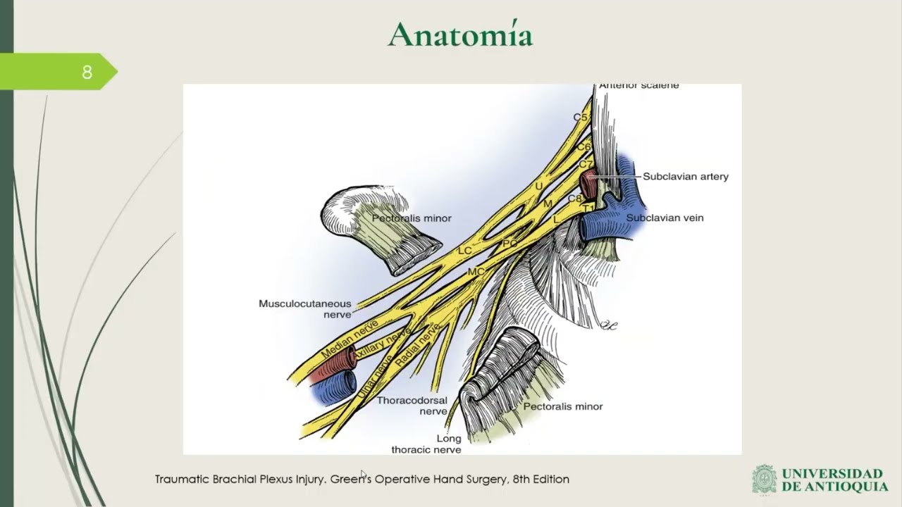 Plexo braquial: Anatomía y examen físico - Yuliana López Vasco