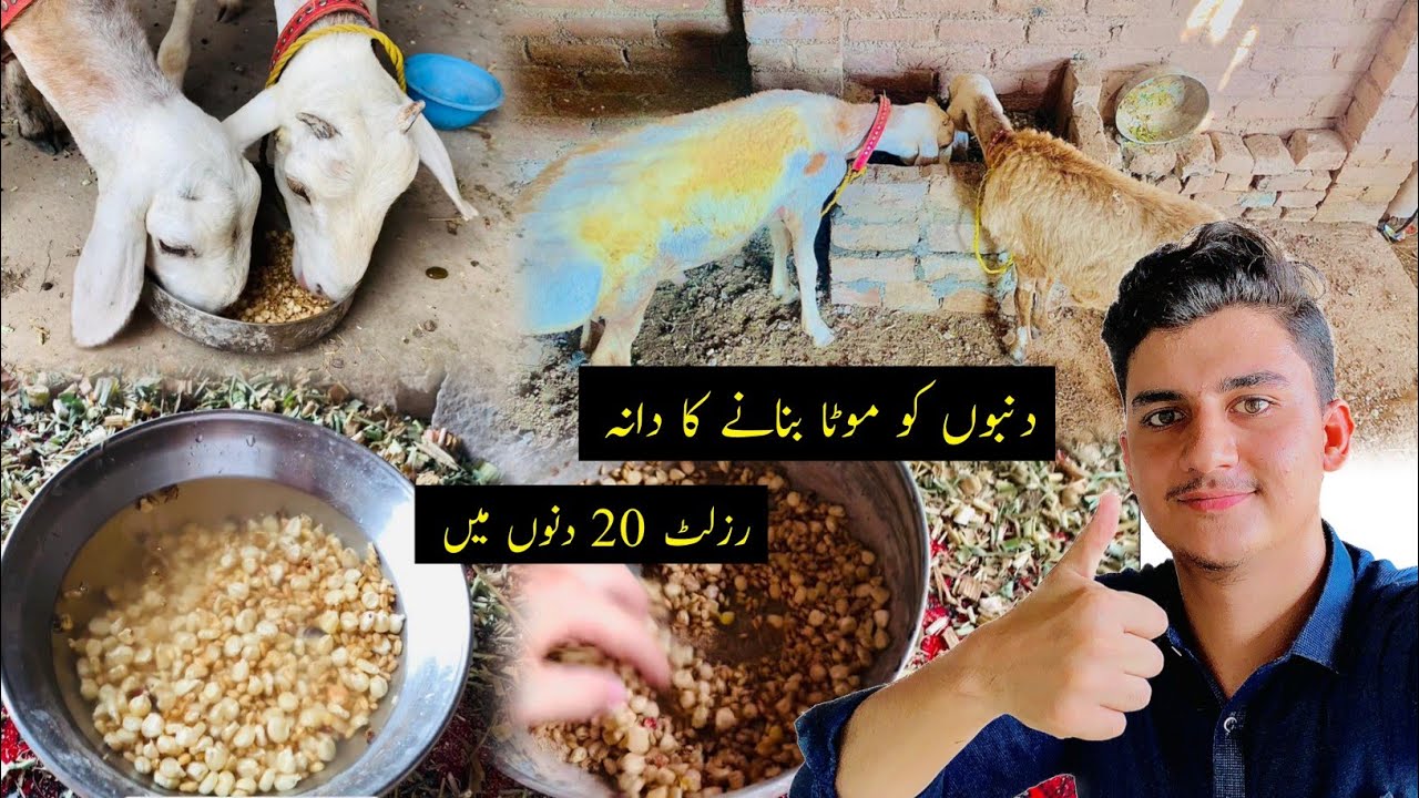 Dumbo ko Mota Karne Ka Dana / Chara | Best Feed for Sheep | Dumba Farming