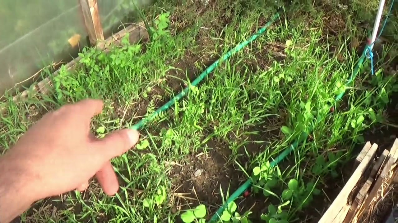 Potager en permaculture  [Octobre 2018] #31