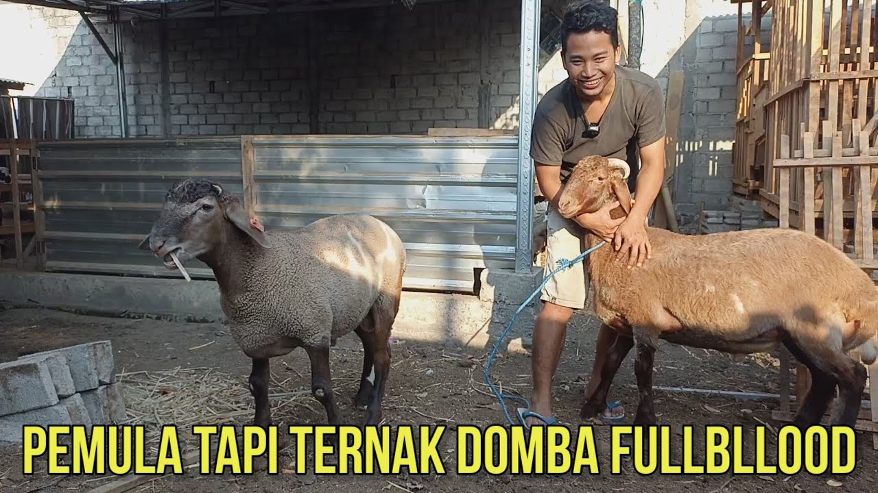 PETERNAK PEMULA NEKAT TERNAK DOMBA DORPER DAN AWASSI FULLBLLOOD | GALIPAT FARM KEDIRI