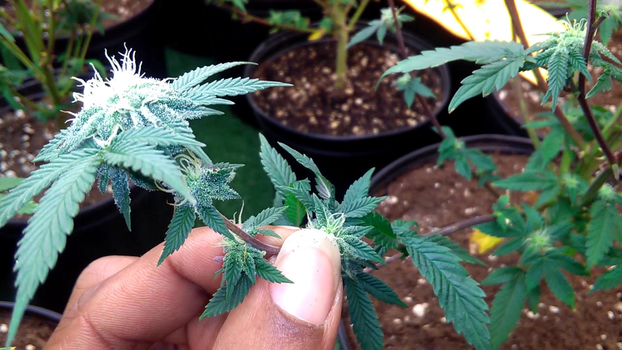 Platinum cookies by swizzy mcfarmer