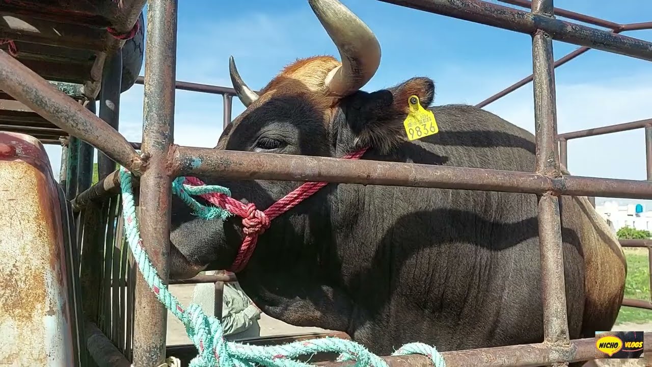 PLAZA GANADERA EN  IZUCAR  DE MATAMOROS PUEBLA,TOROS Y VACAS,GANADO CASI REGALADO,GANADO PESADO.