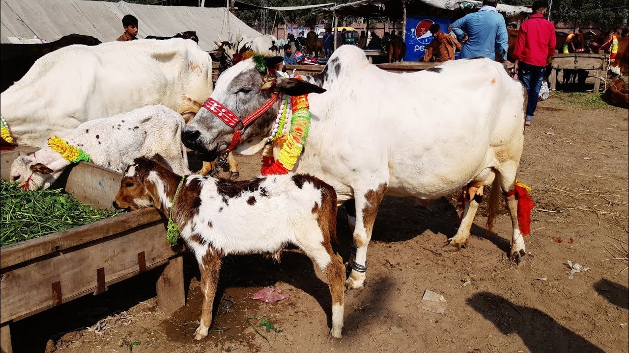 Dodh Wali Sahiwal Cow For Sale in Lahore Shahpur Kanjra Maweshi Mandi 2018