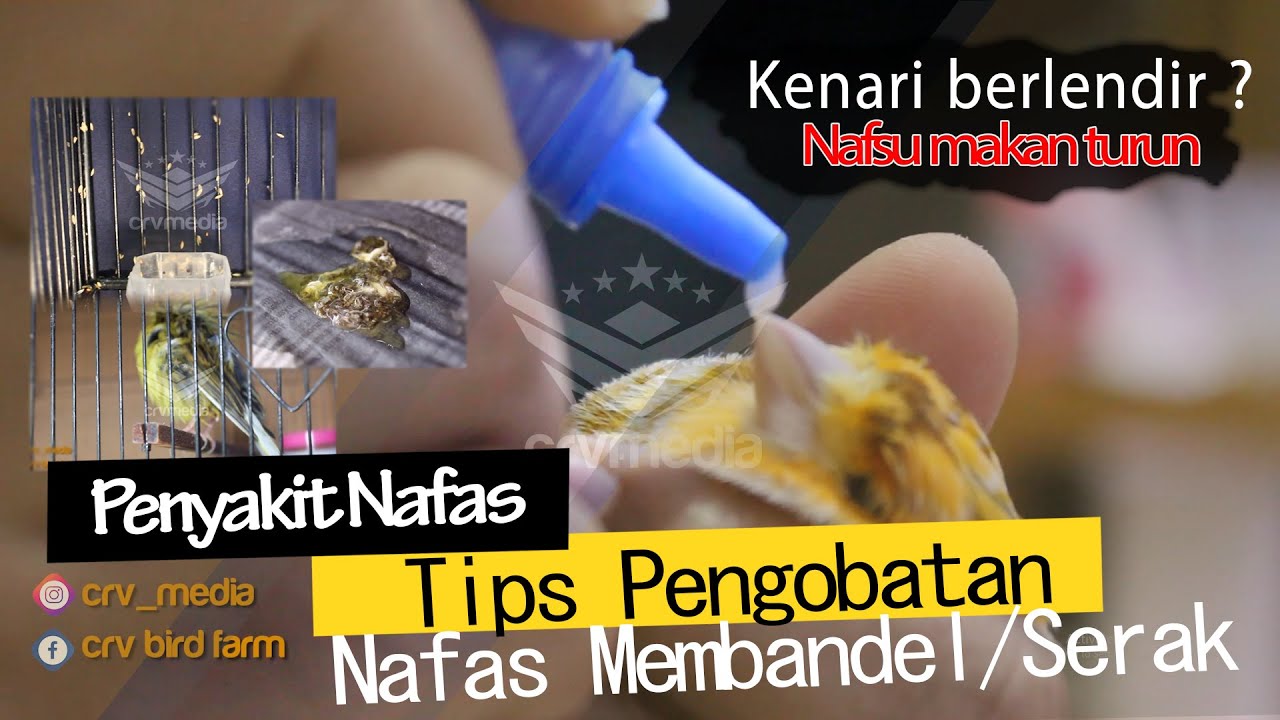 PENGOBATAN KENARI NAFAS, SERAK & BERLENDIR ALA CRV CANARY #kenarimania