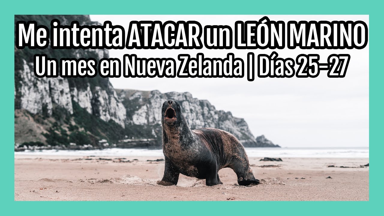 Le&oacute;n marino ATACA en Purakaunui, Nueva Zelanda😈Nugget Point LightHouse y Sandfly beach | D&iacute;as 25-27