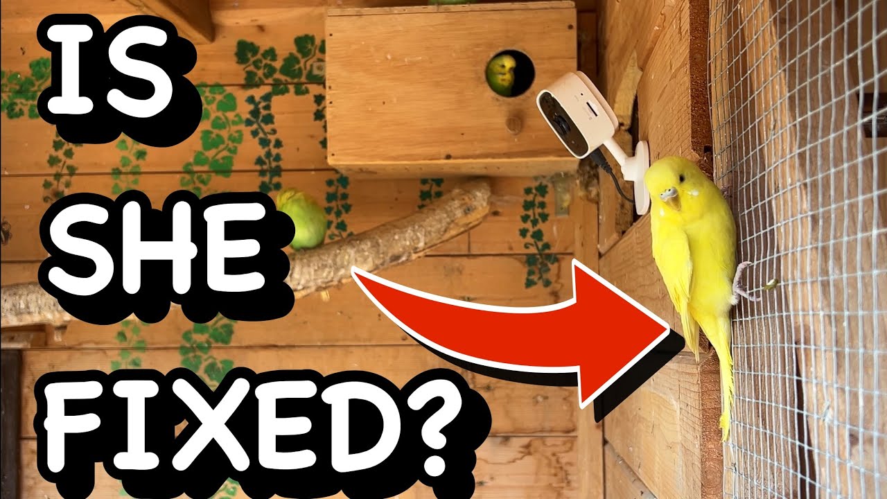 MY BUDGIE IS BACK FROM THE VETS!…. WHAT DID THEY SAY?