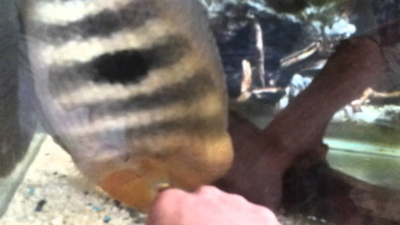 Huge  chancho cichlid
