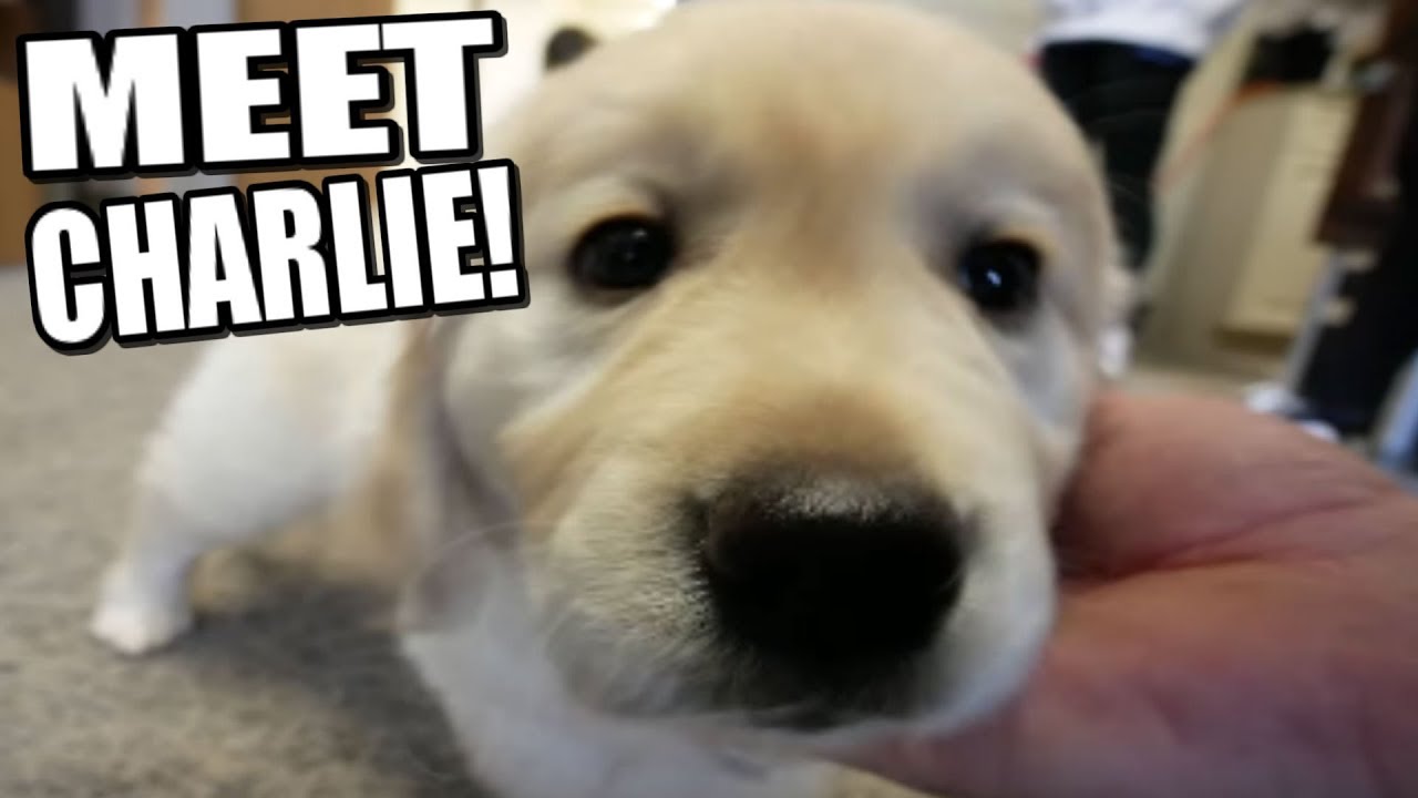 SHE'S BACK!!! BRAND NEW PUPPY!!! | BRIAN BARCZYK