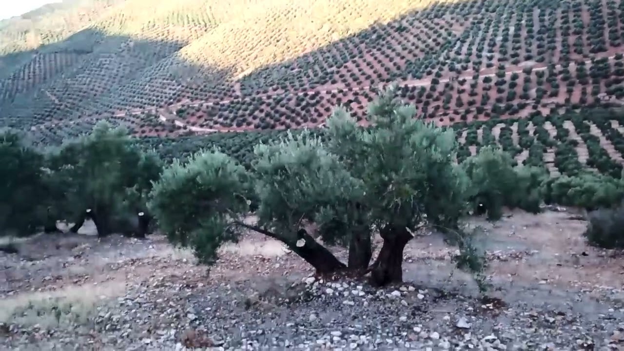 Infiltración por soplado, olivar.