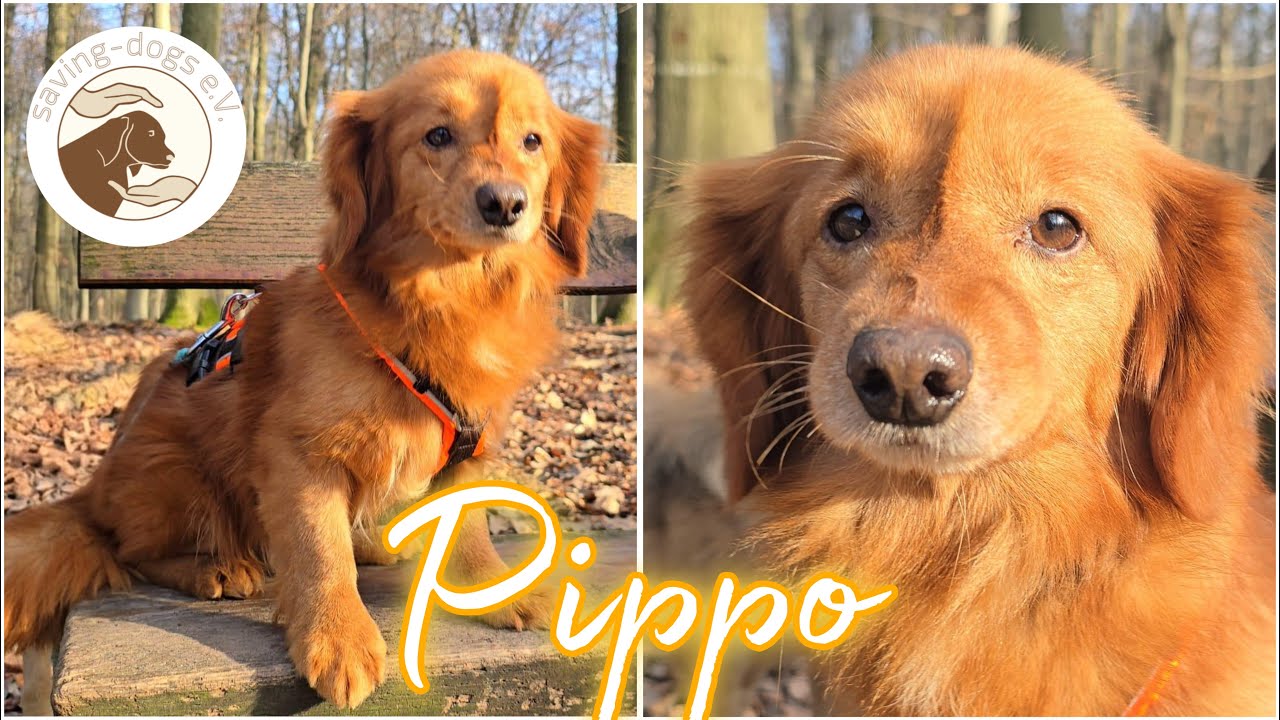 Pippo
