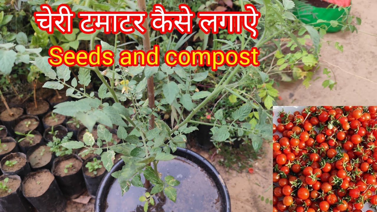 Cherry tomatoes from seeds | how to grow cherry tomatoes