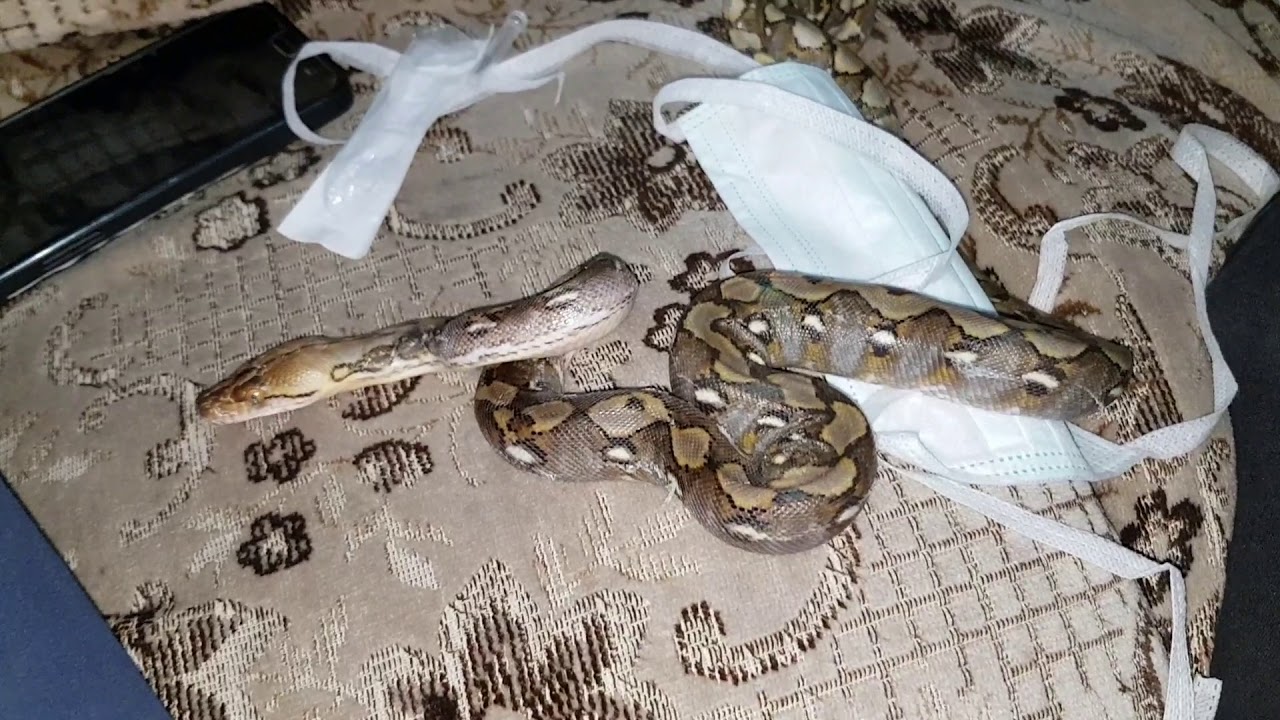 شاهد بالفيديو مرض يصيب الافاعي مع جمال العمواسي