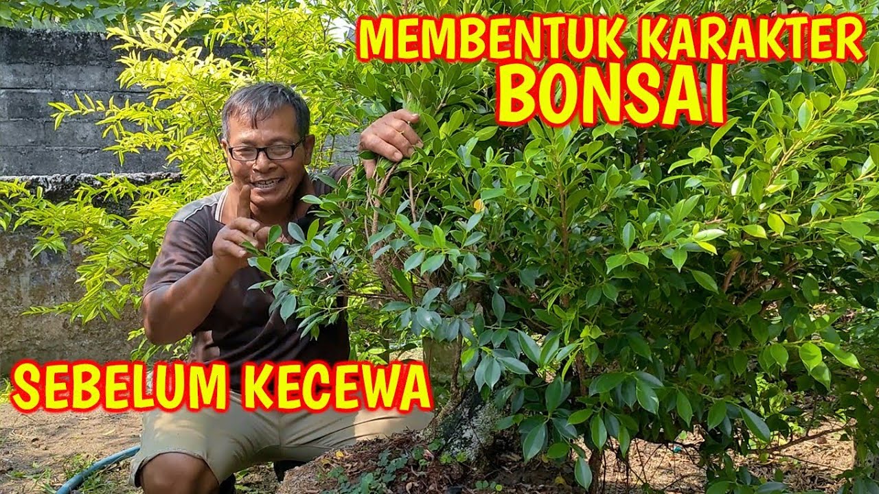 Membentuk Karakter Beringin Kimeng Sebelum Kecewa