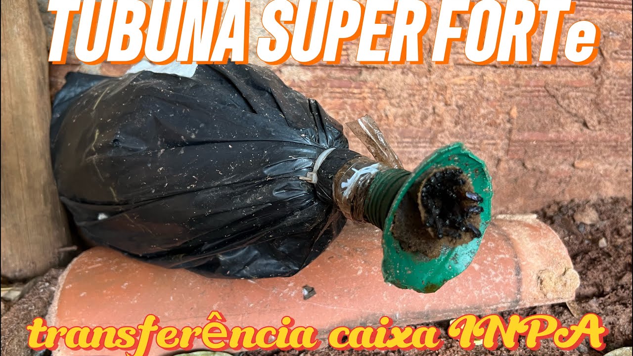 Transferência abelha TUBUNA SUPER FORTE! Manejo completo para iniciantes CAIXA INPA#abelhassemferrao