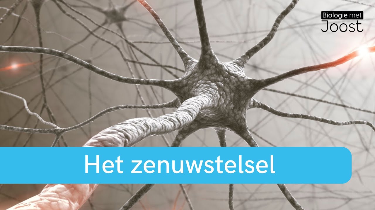 Zo werkt het zenuwstelsel | Van prikkel, naar impuls tot reactie | samenvatting