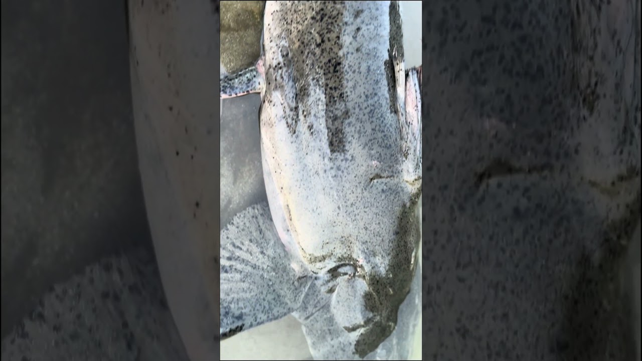 Wild Devil Goonch Catfish 🐟