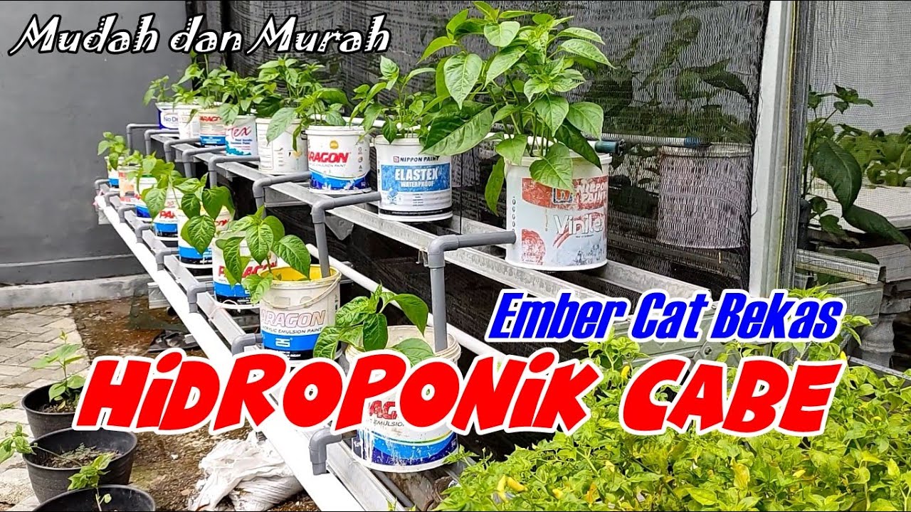 HIDROPONIK CABE Media Ember Cat Bekas Dutch Bucket Sederhana