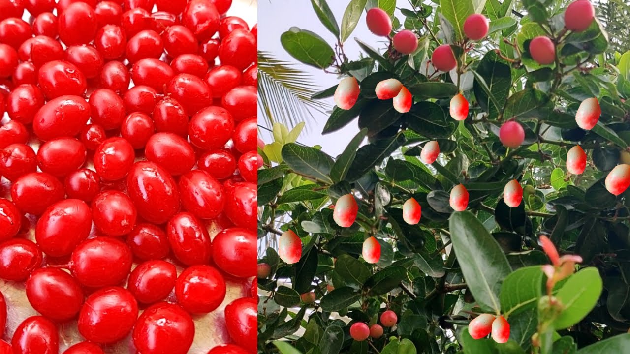 How To Prepare Bakery Cherry Fruits | Process Of Making Cherries | Dry Fruit Chikki | tutti frutti