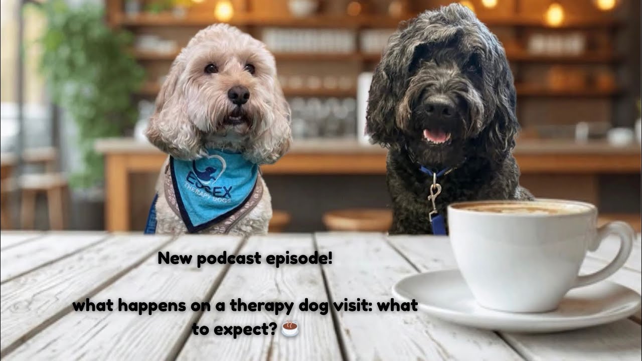 What Happens on a Therapy Dog Visit?