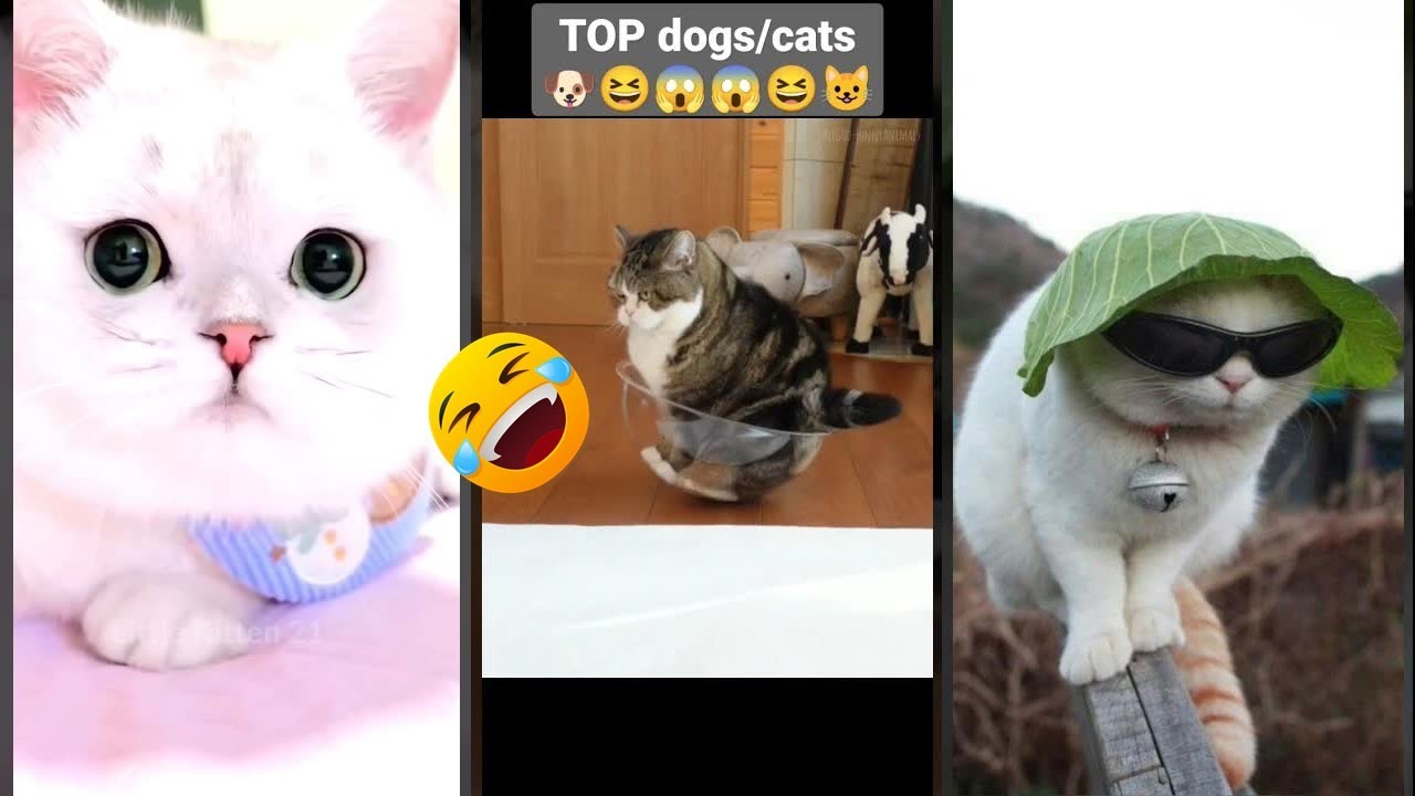 Cute Kittens 🐱 