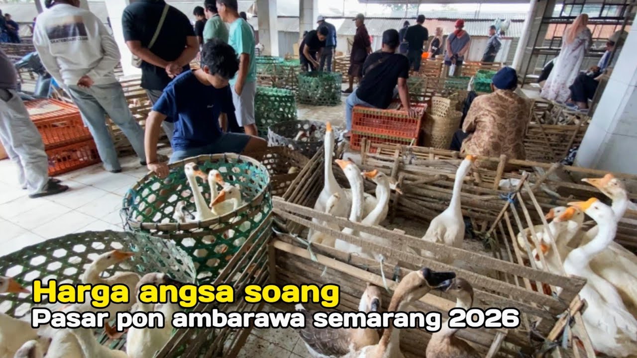 Pasaran Harga Hewan Angsa Soang Banyak Sepasang Entok Ayam Petelur Pasar Pon Ambarawa Semarang 2026