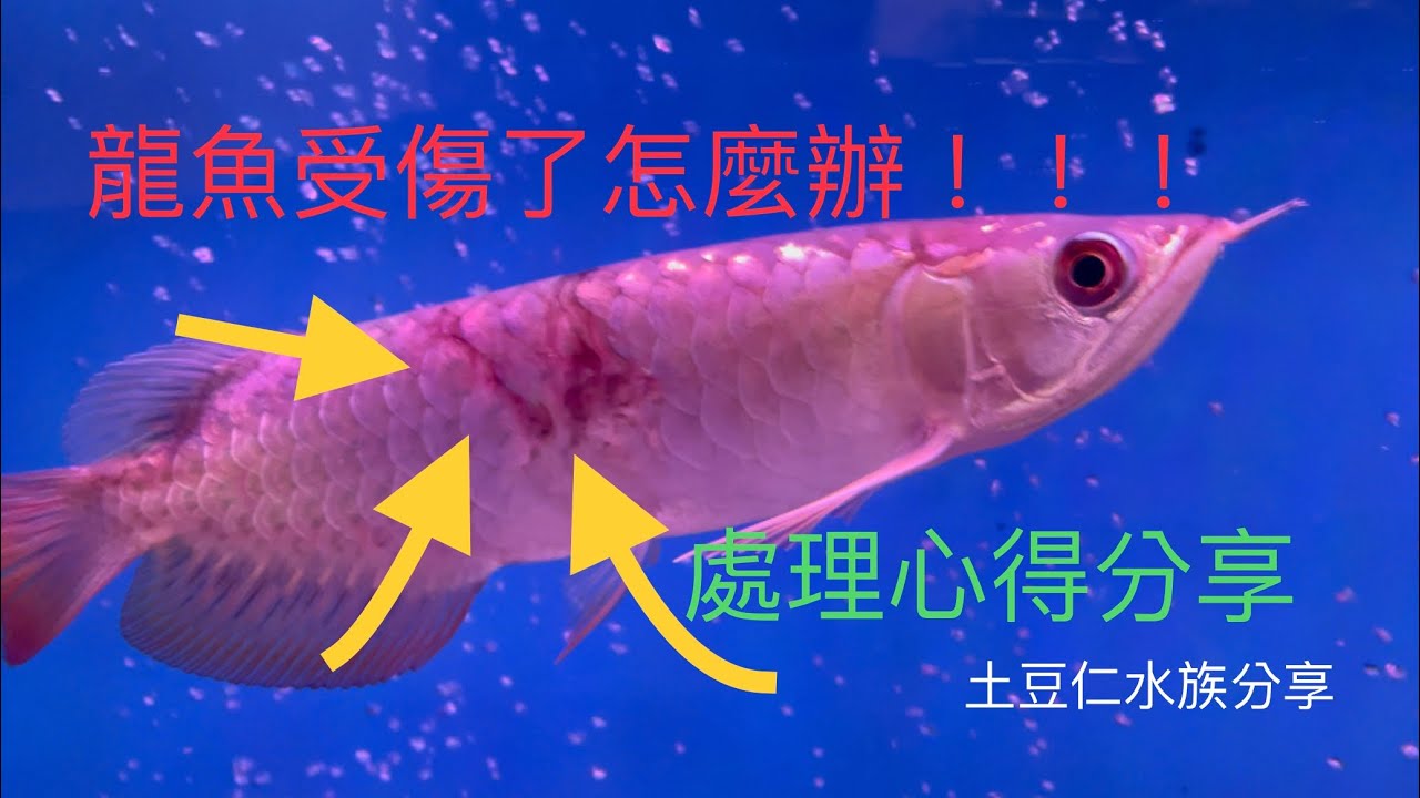 龍魚受傷了！！！怎麼辦 處理心得分享