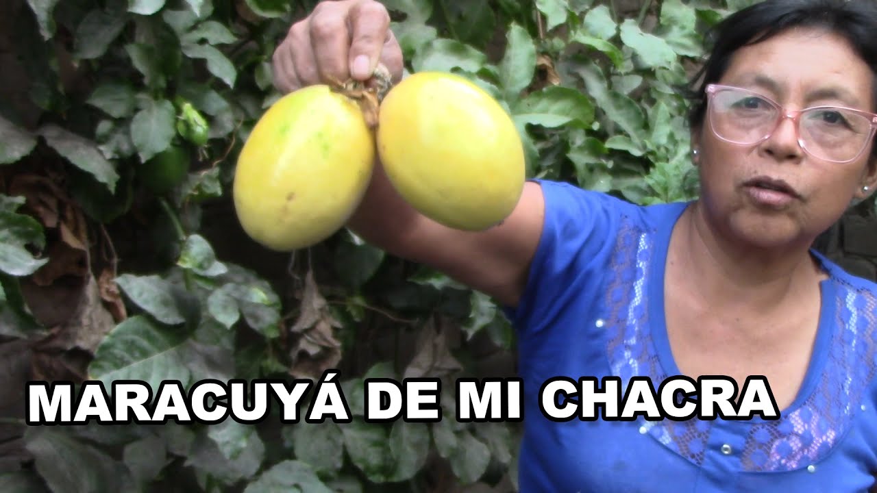 COSECHA Y VENTA DE MARACUYÁ