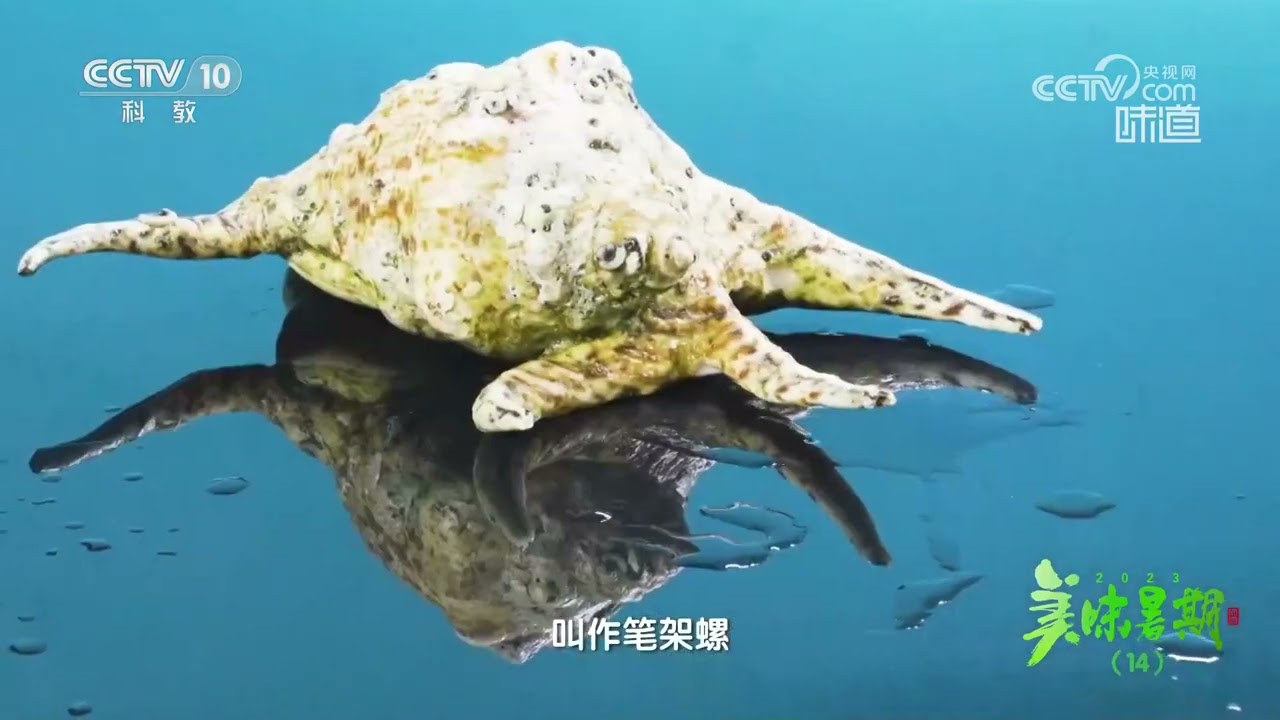 面对不同的海鲜 就要使用不同的捕捞工具《味道》20230727 | 美食中国 Tasty China