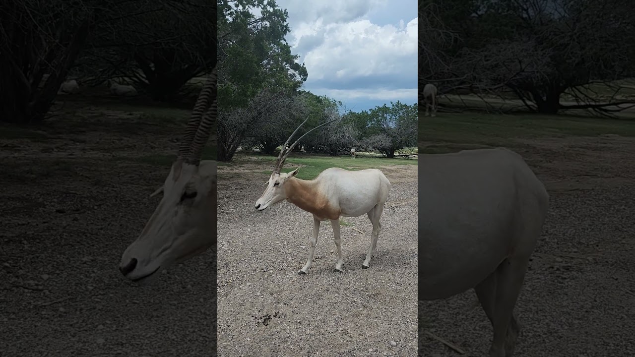 Scimitar-Horned Oryx