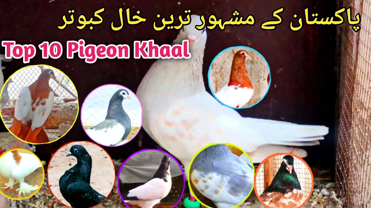 Pakistani Top 10 Pigeon ||Breeding Pairs||Kasni khal|Lal khal|Sabz khal|Siyah khal|