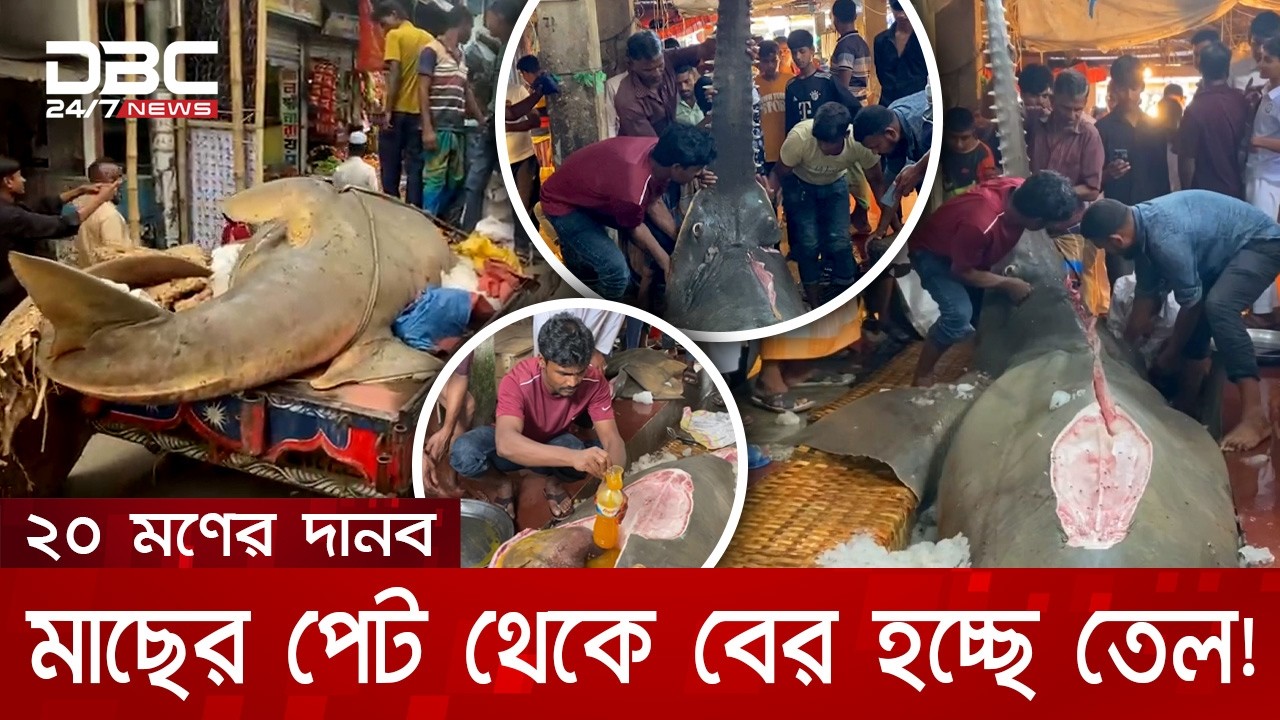 ২০ মণের বিশাল মাছ বিক্রি হলো ৫ লাখ টাকায়! পেটের ভেতর লিটার লিটার তেল | DBC NEWS Special
